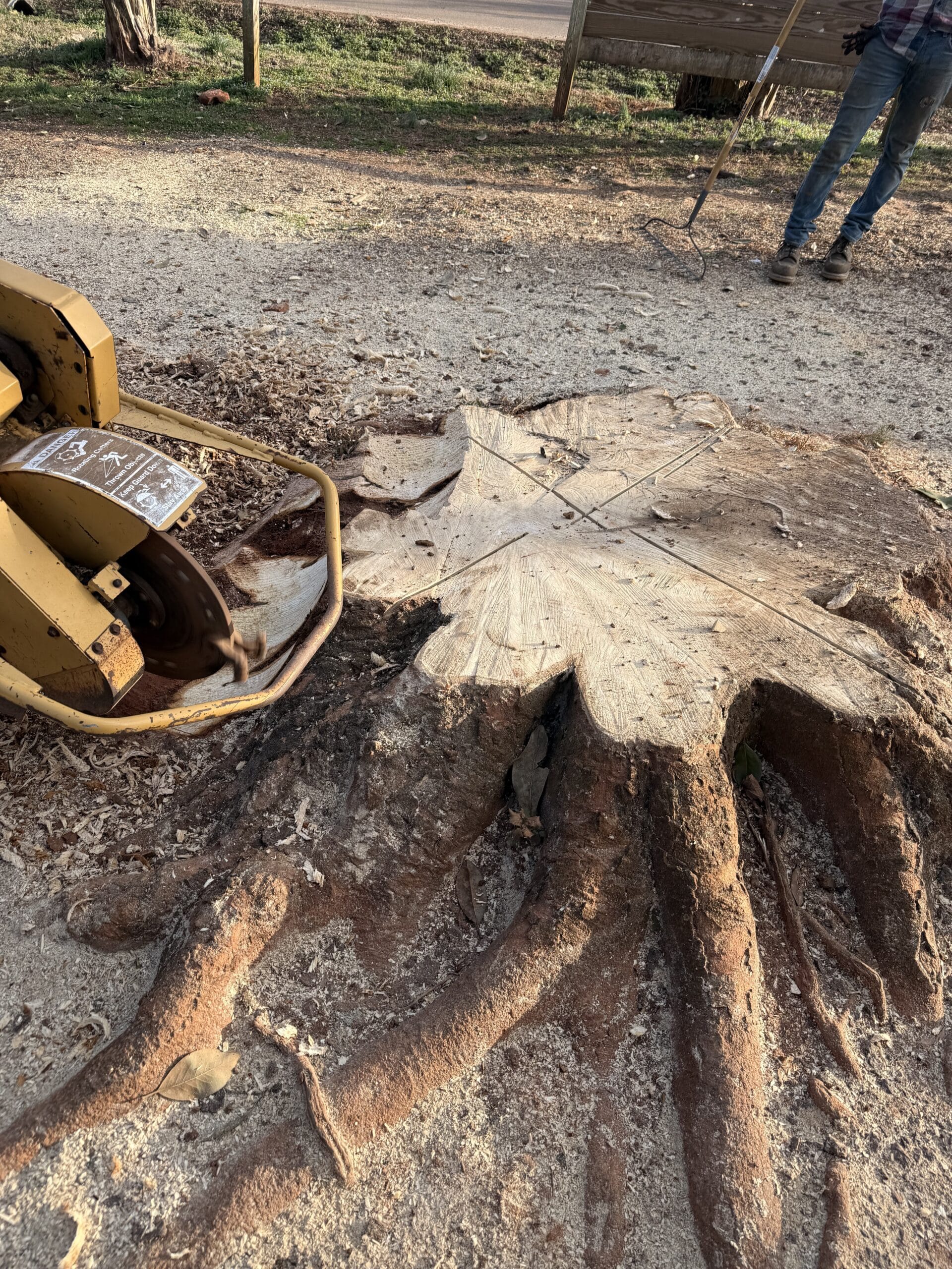 Large tree stump beside a stump grinder at the start of grinding