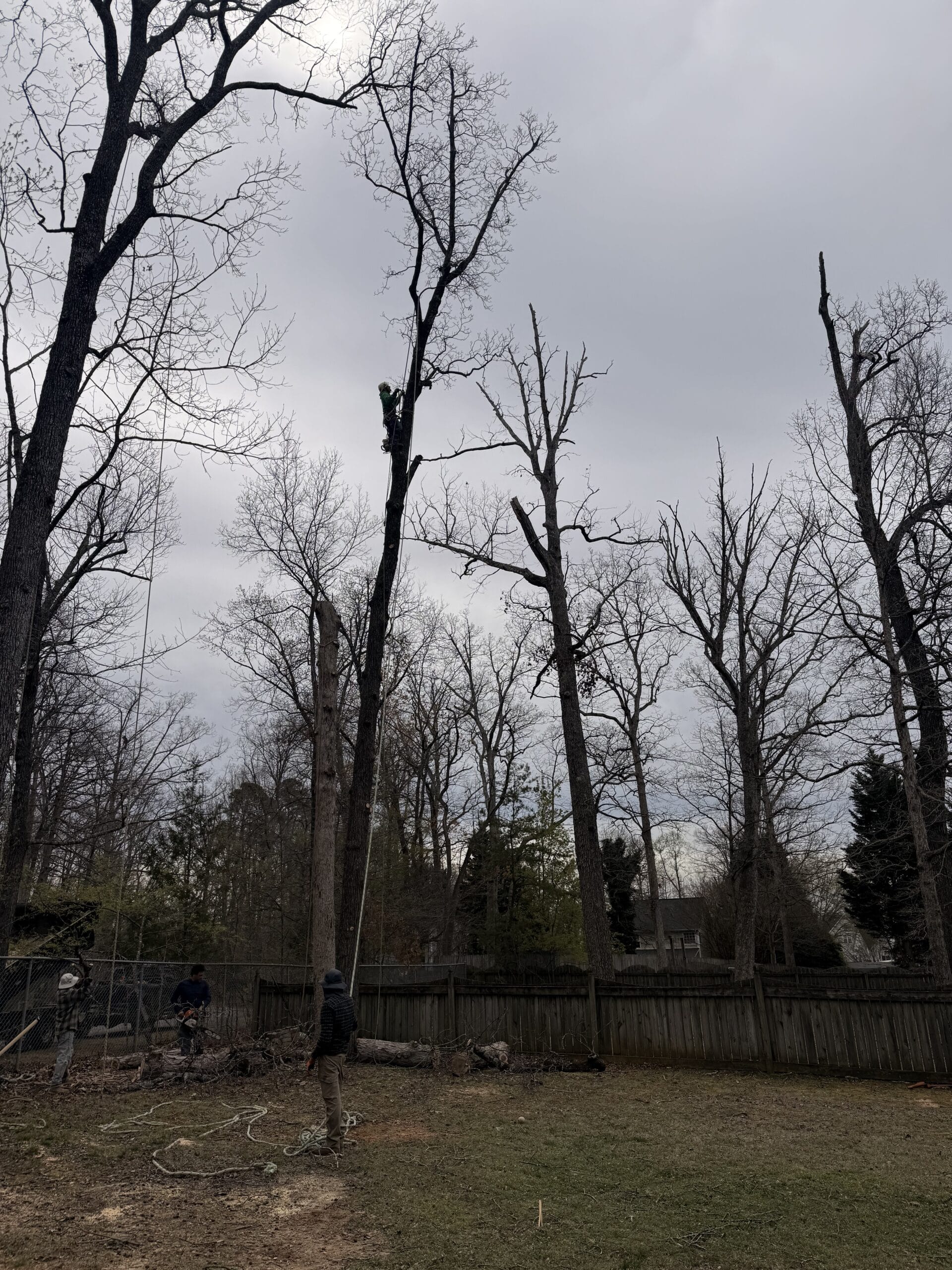 316 Tree Services climber sectioning a tree down, limbs removed and the trunk half taken apart