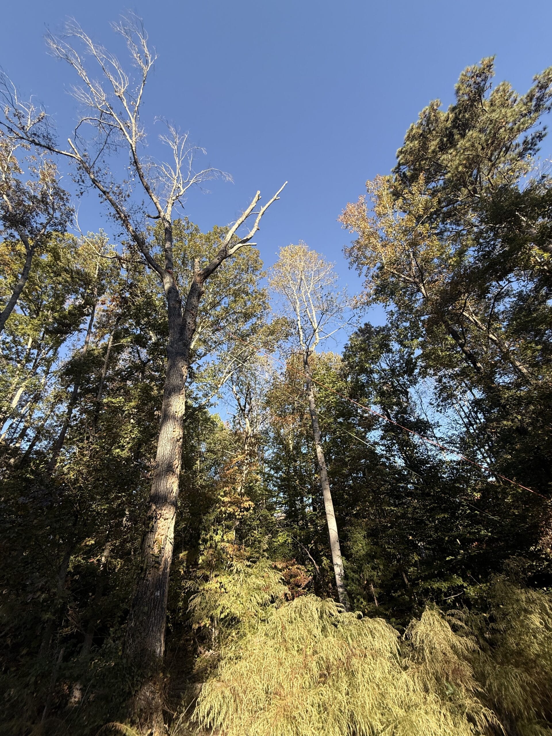 Tall dead hardwood with bare branches marked for removal in a wooded lot