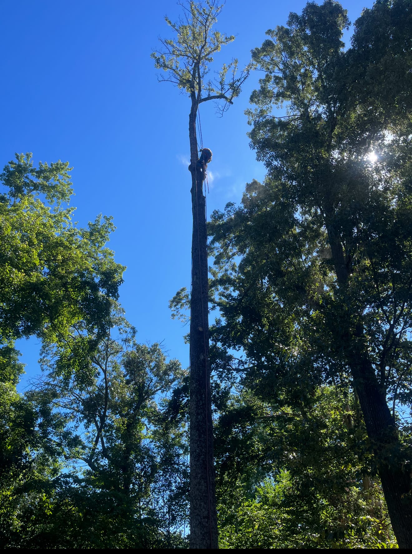 Crew taking down a 100-foot tree