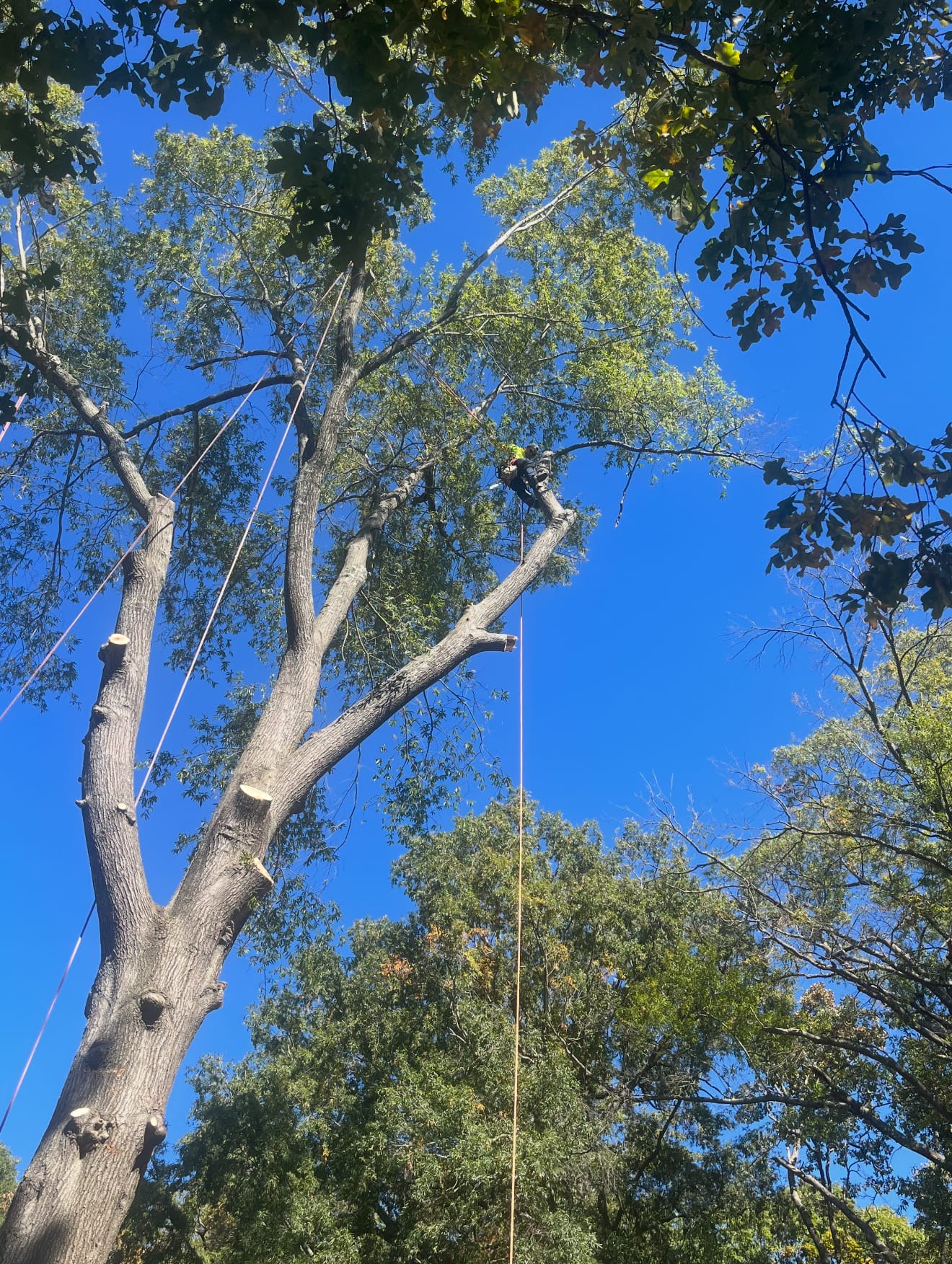 The 316 Tree Services crew at work on a tree removal