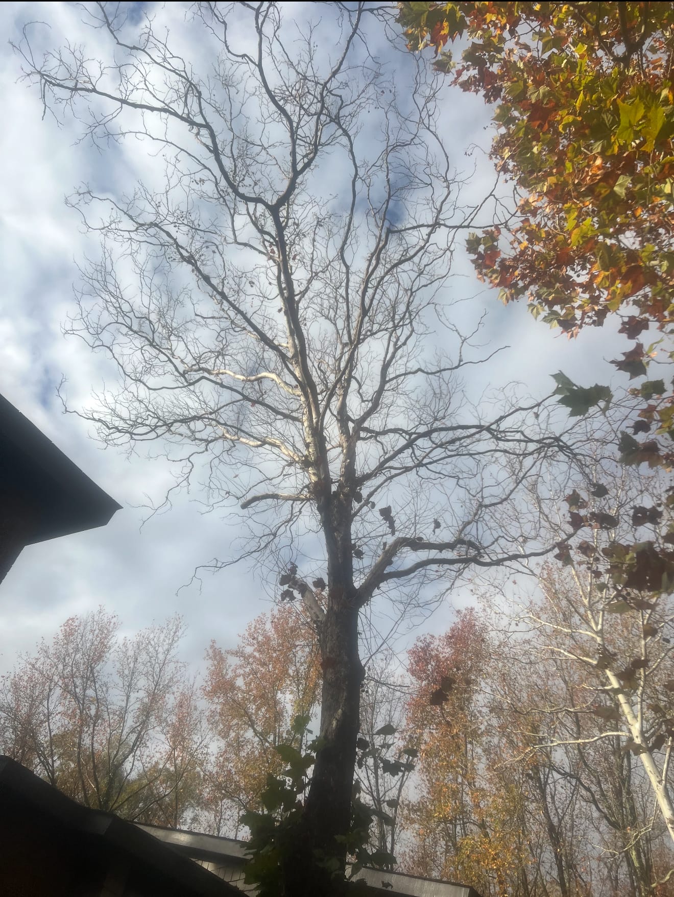 Removing a hazardous, leaning tree