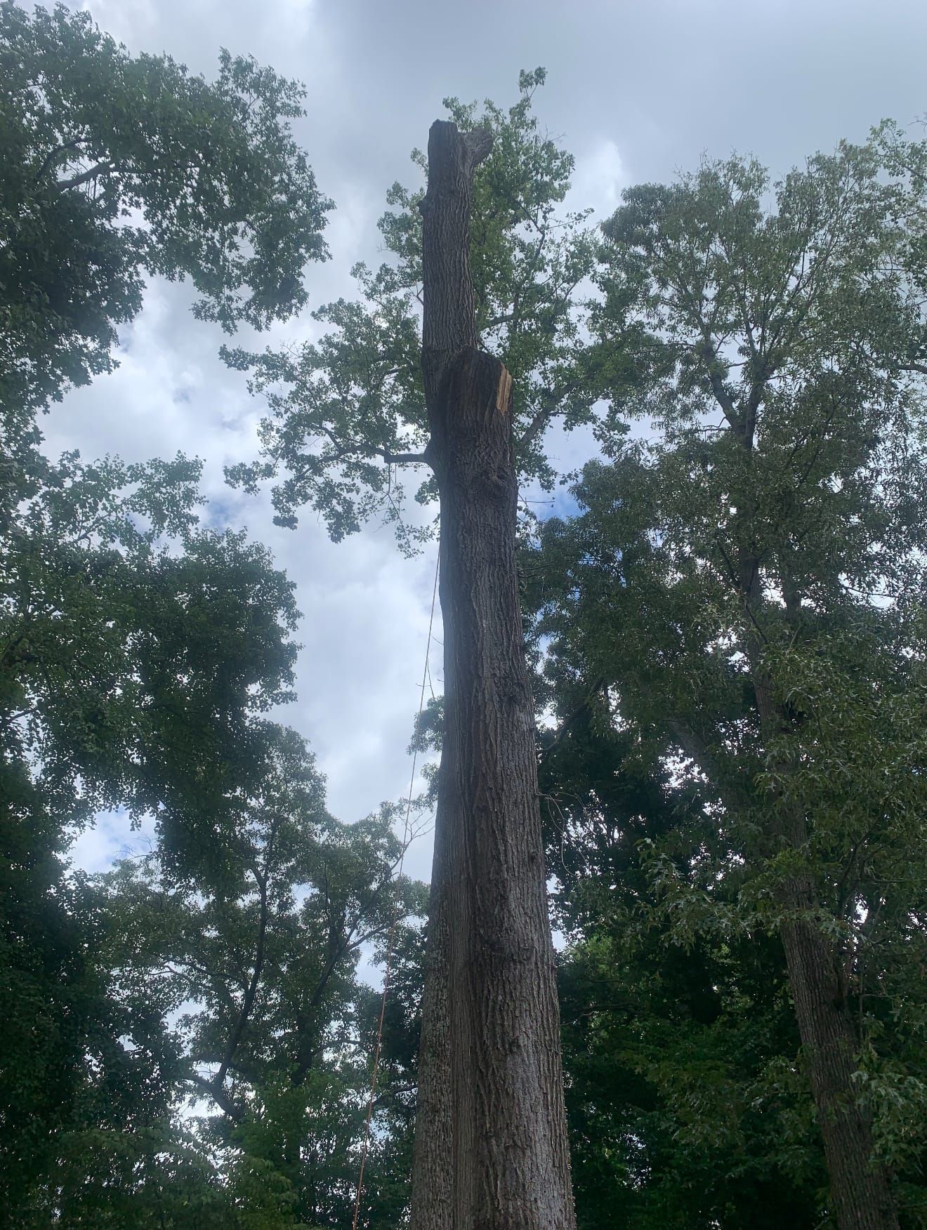Felling a large tree section by section