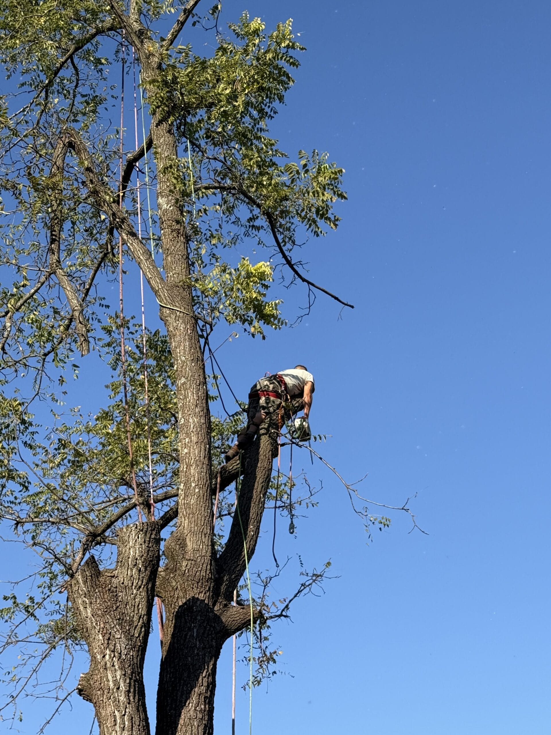 Large tree removal in progress