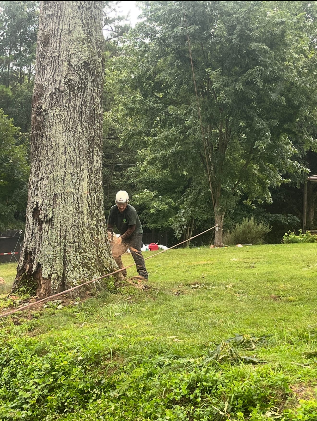 Crew on a large tree take-down