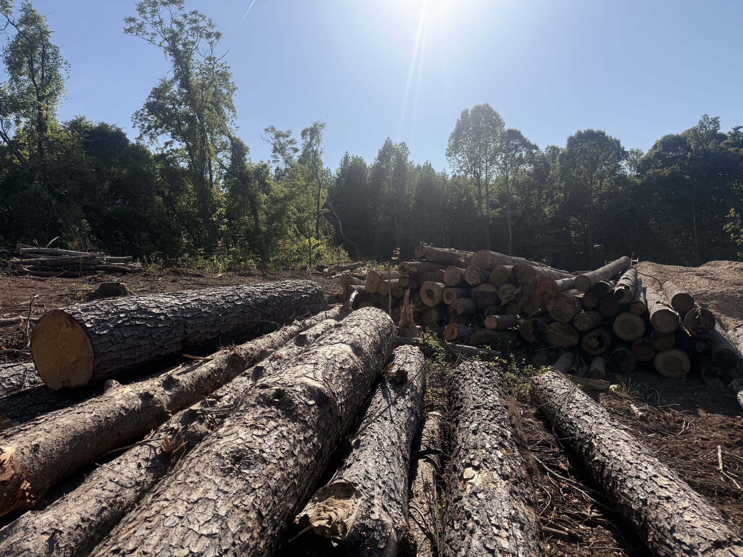 Two stacked piles of cut logs after 316 Tree Services cleared timber from a lot
