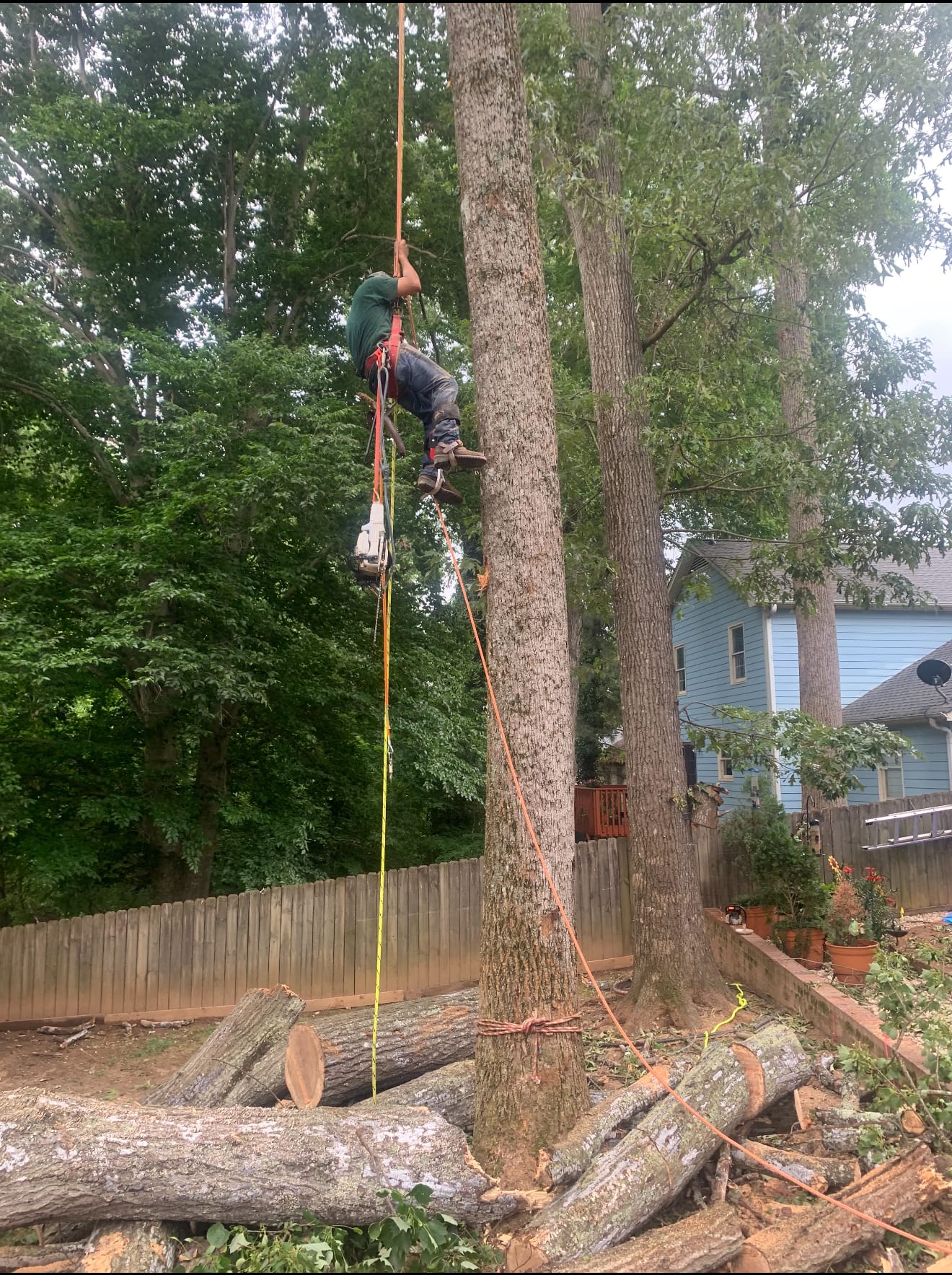 Removing a tree in a tight spot close to the house