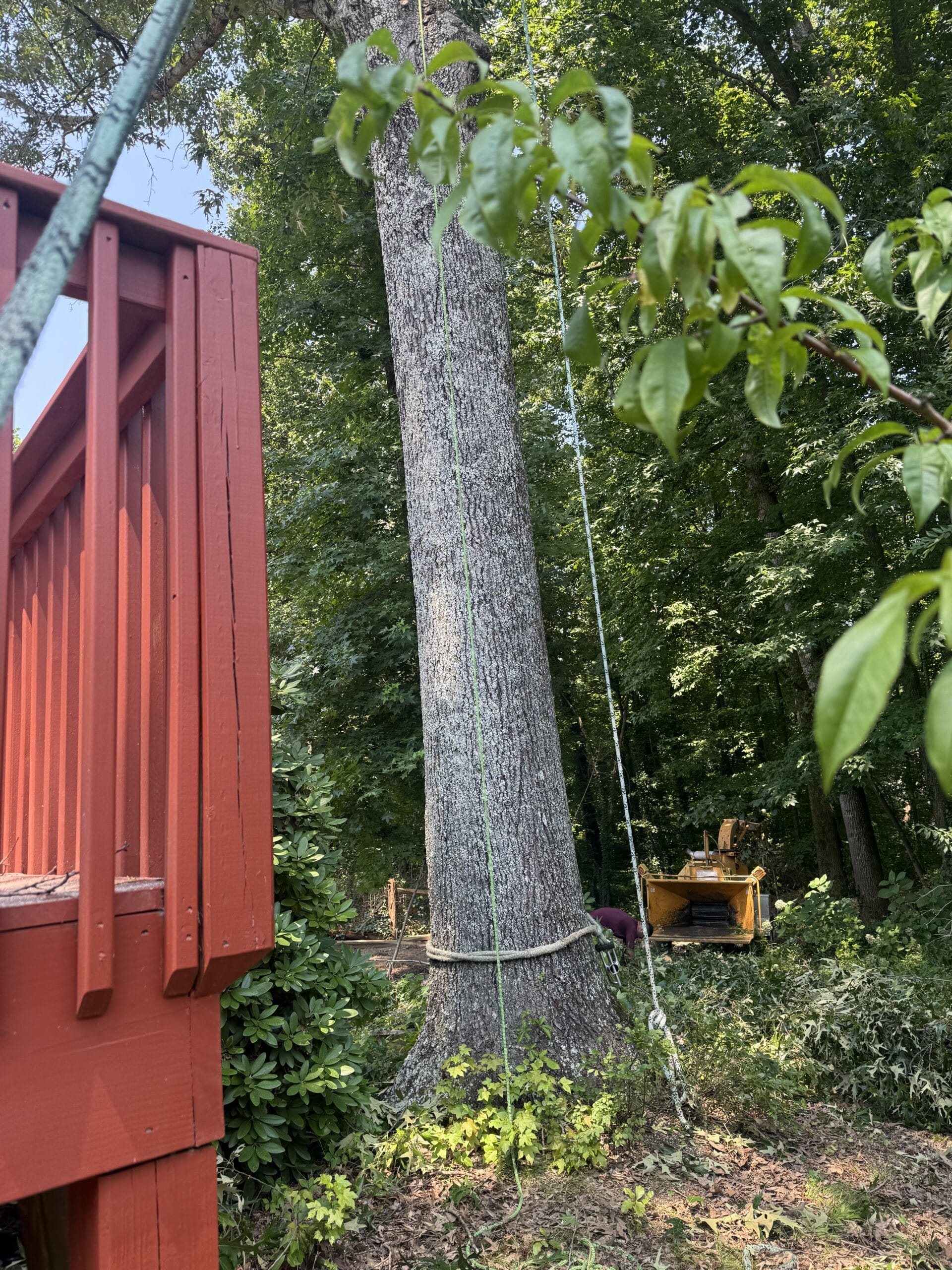 Roping and prepping a tall tree for removal