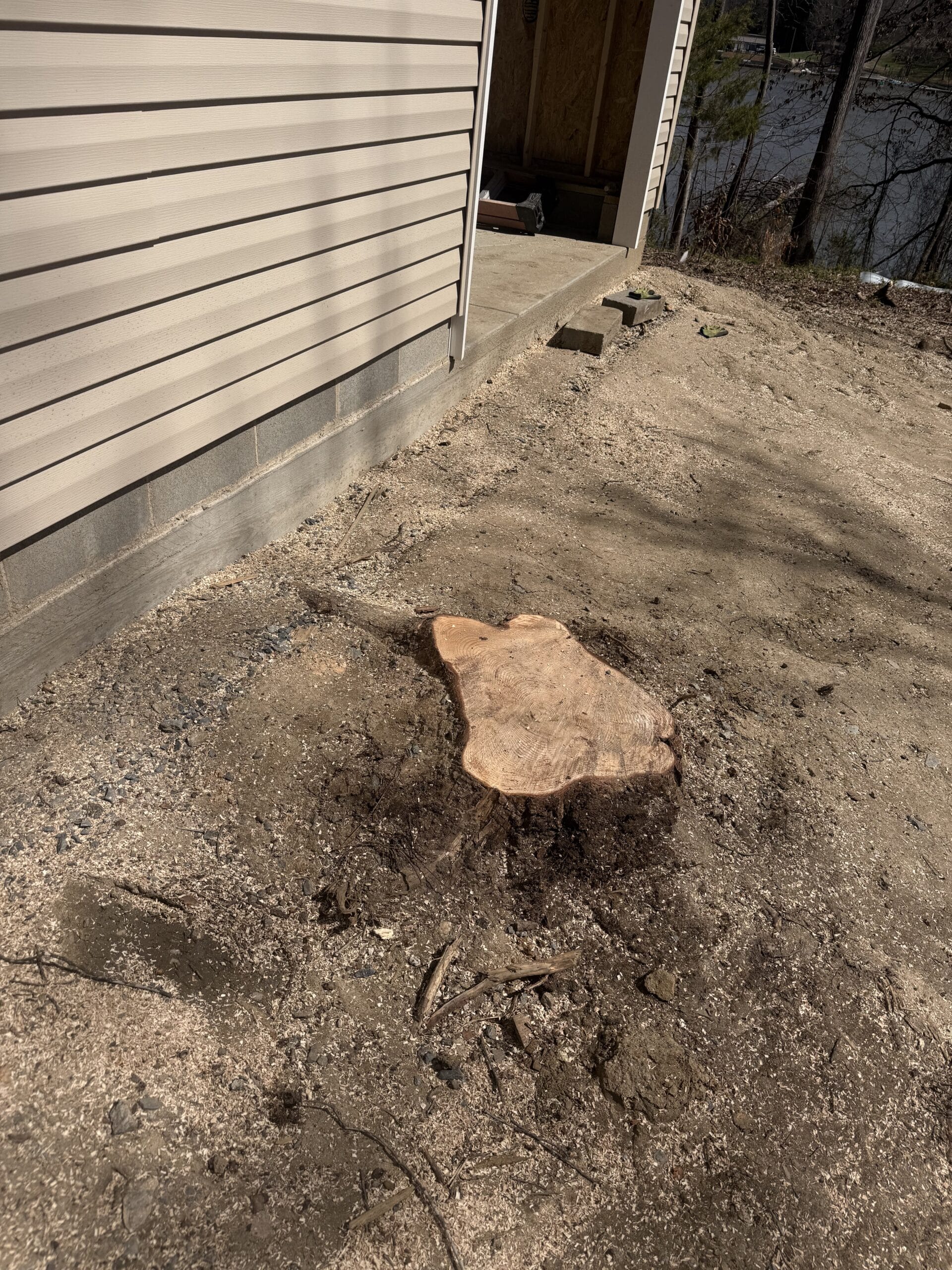Tree stump left above ground before 316 Tree Services grinds it down