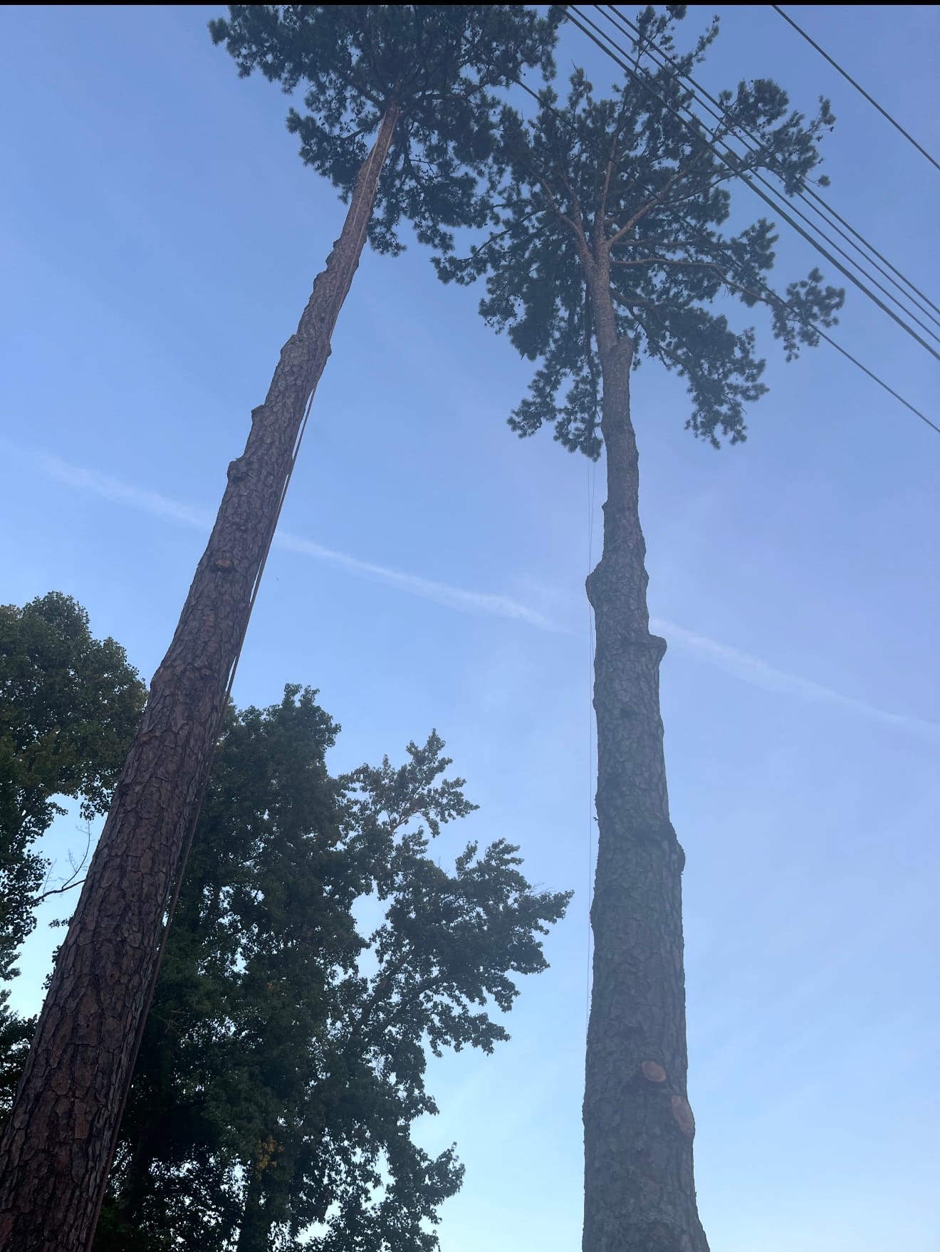 A stand of 100-foot-plus pines before removal