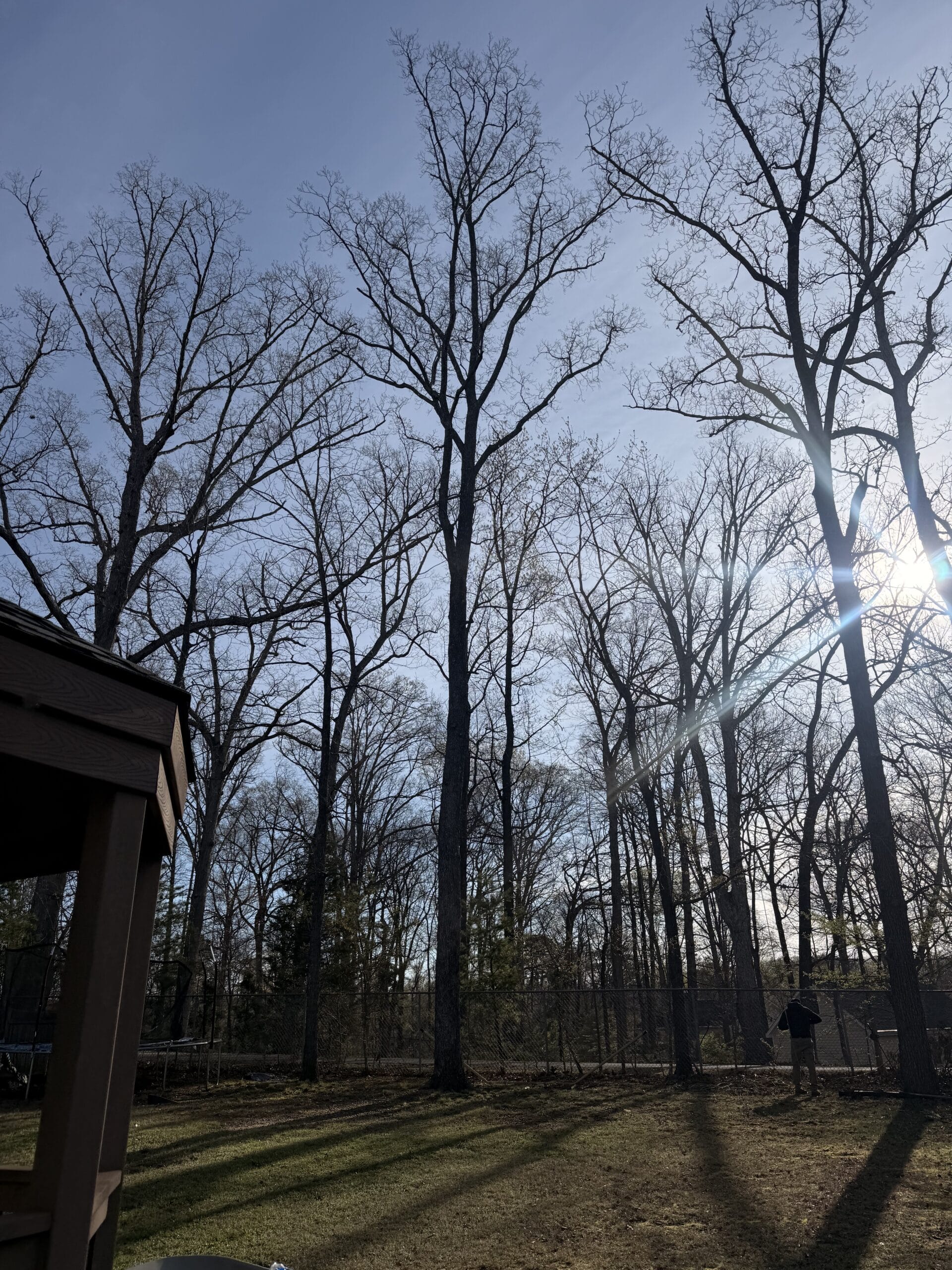 Two large trees standing in a yard before 316 Tree Services removes them