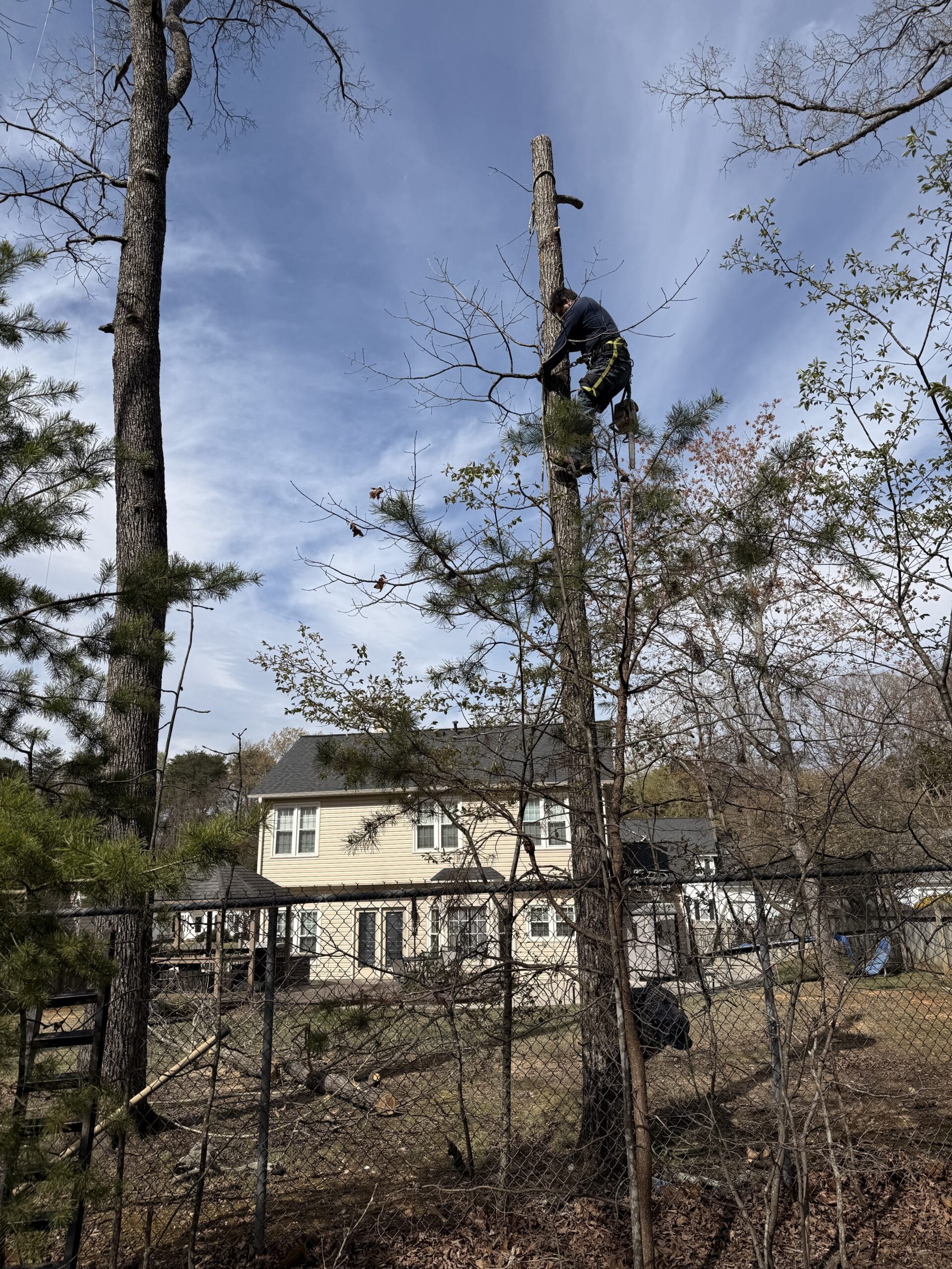 Tree removal in progress, Winston-Salem