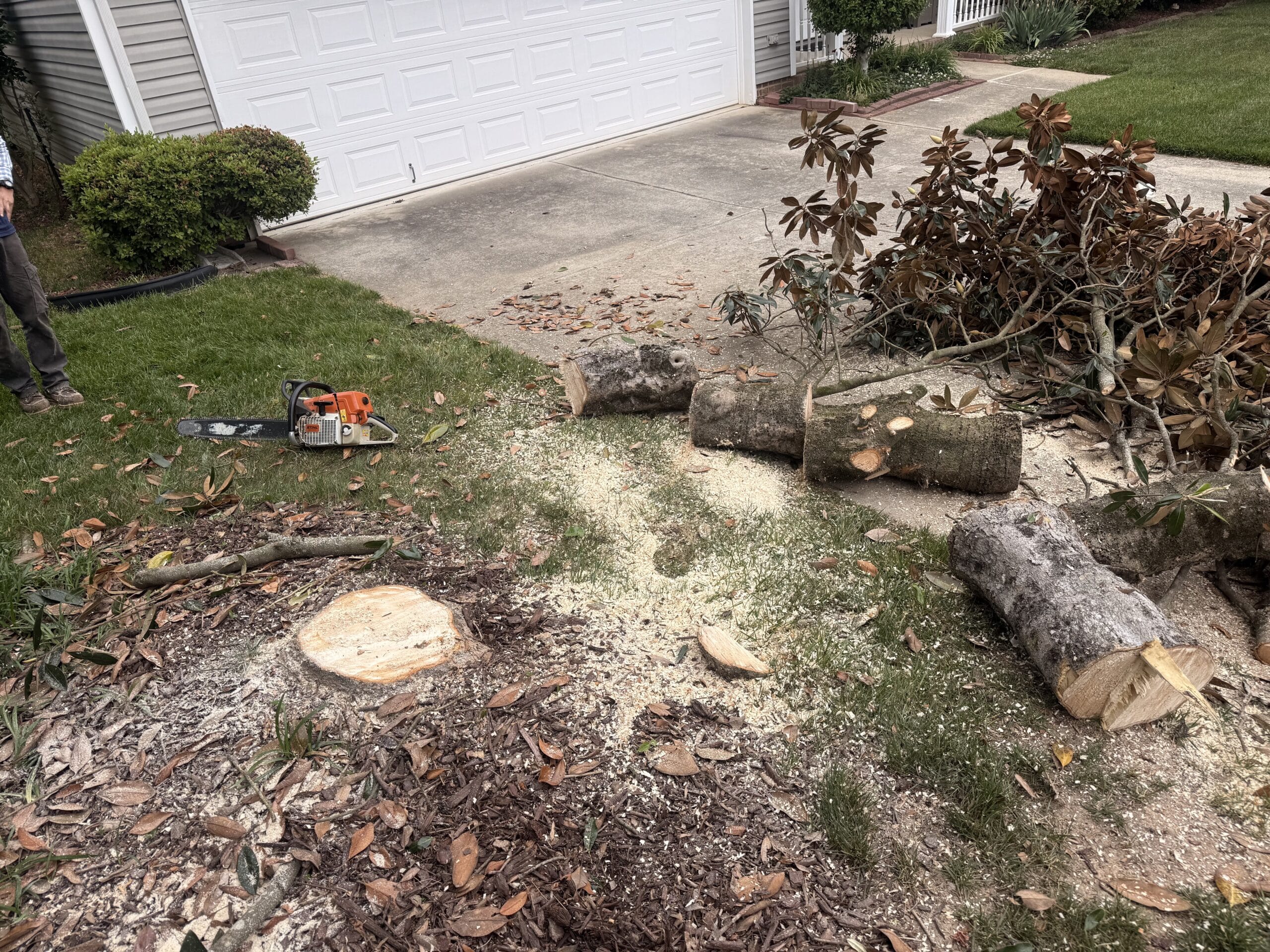Cutting and clearing the tree, Greensboro