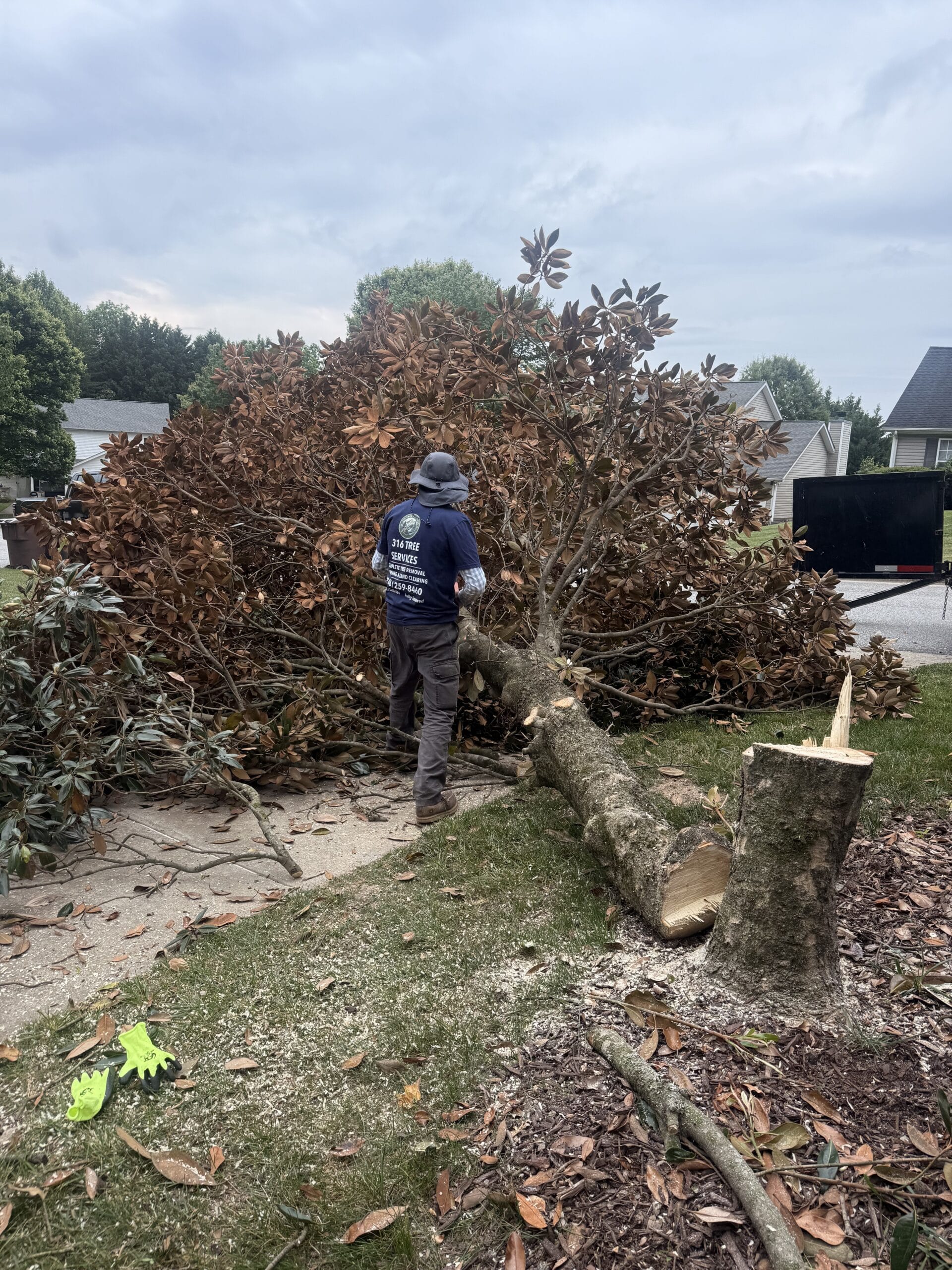 Tree removal in progress, Greensboro