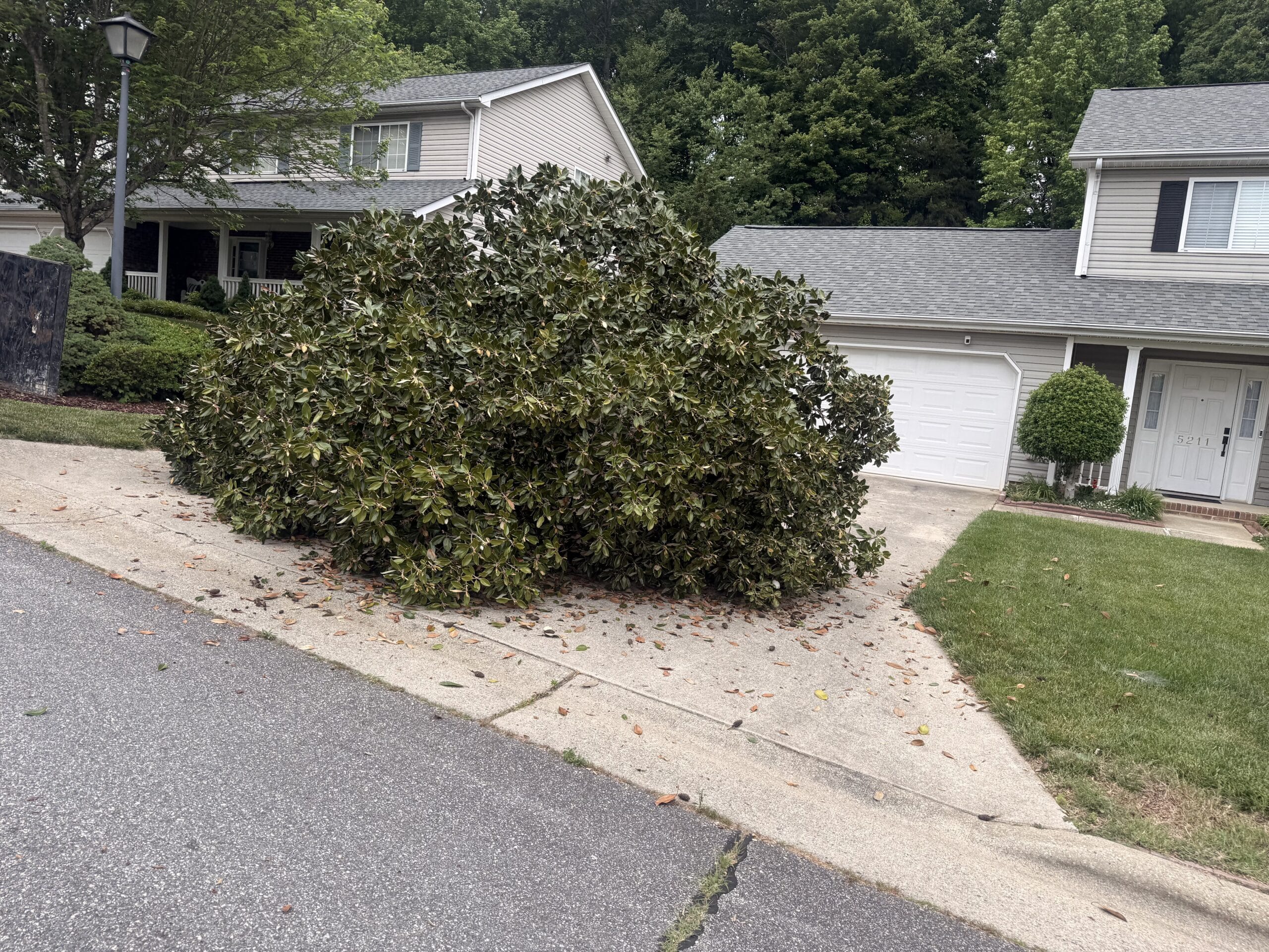 Before: downed tree in the yard ahead of cleanup, Greensboro, NC